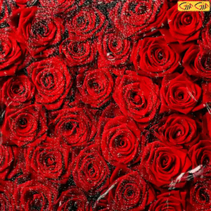 عکس گل رز دسته گل عکس گل رز دسته گل