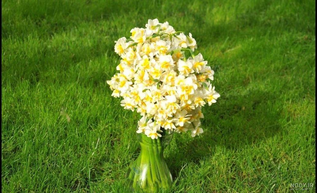 عکس گل نرگس برای نقاشی