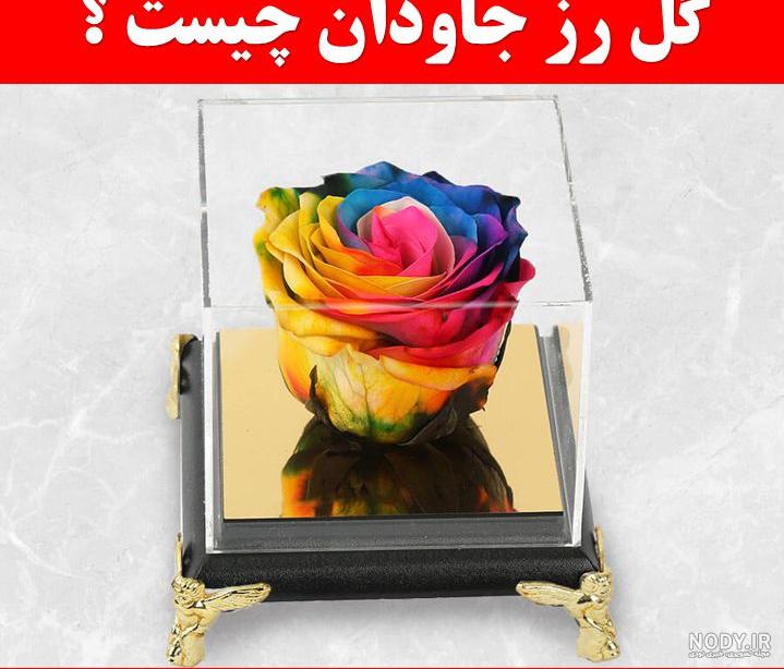 قیمت رز جاودان دیجی کالا