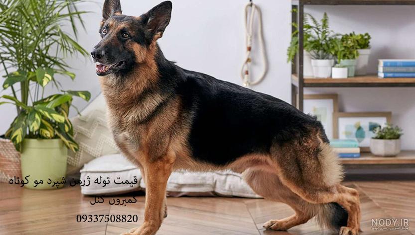 قیمت سگ ژرمن شپرد سیاه