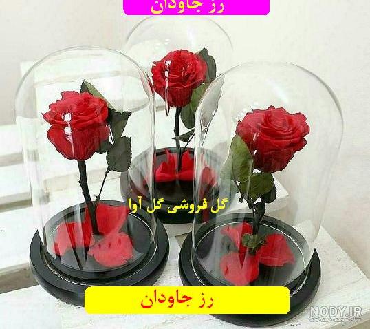قیمت گل رز جاودان بنفش