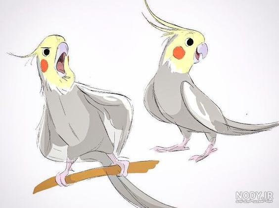 نقاشی طوطی راحت نقاشی طوطی راحت