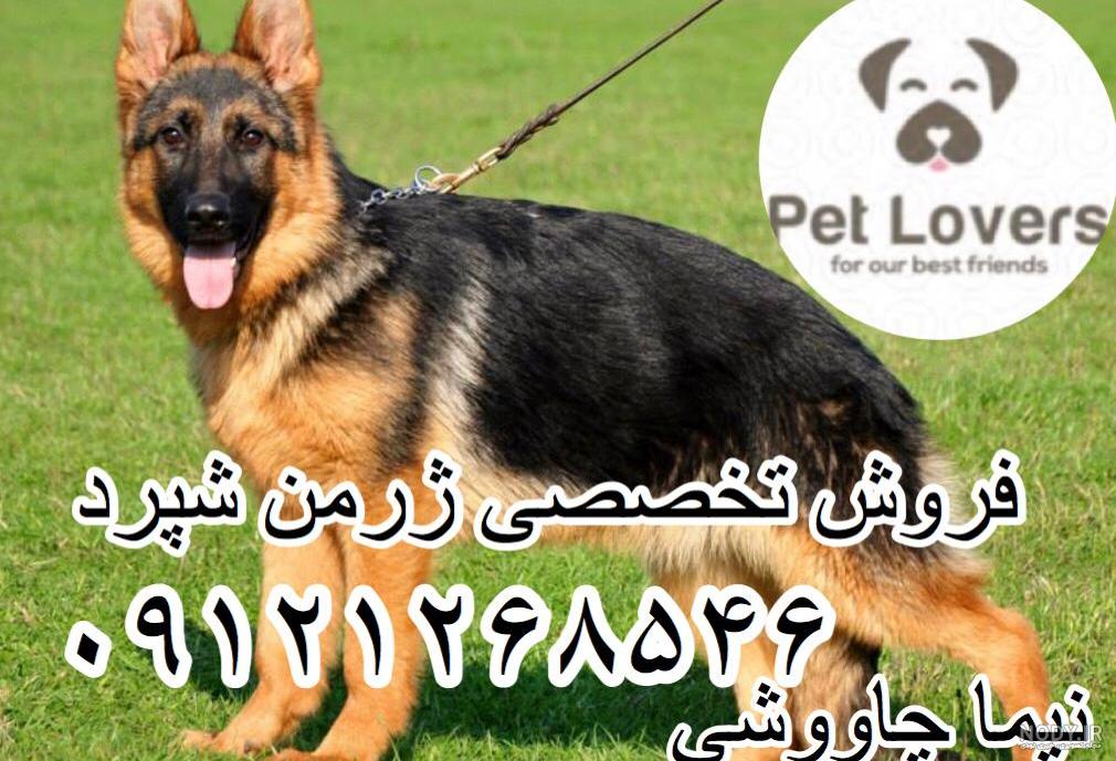 نژاد سگ آلمانی