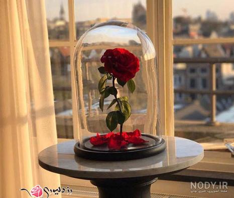 گلیسیرین گل رز
