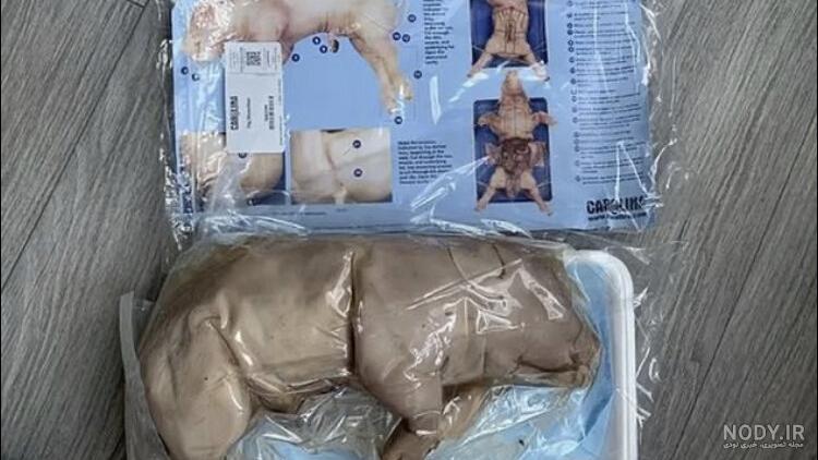 ضربان قلب قناری
