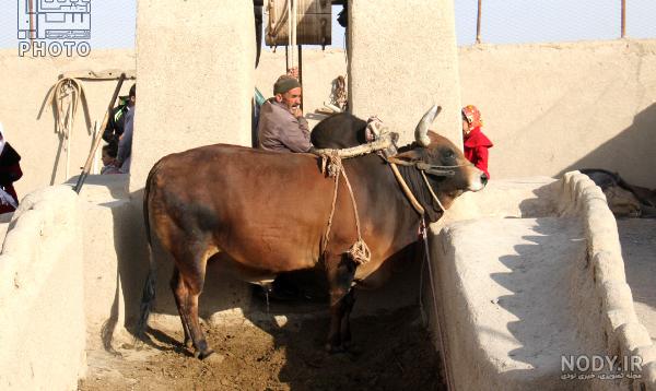 آب از چاه کشیدن آب از چاه کشیدن