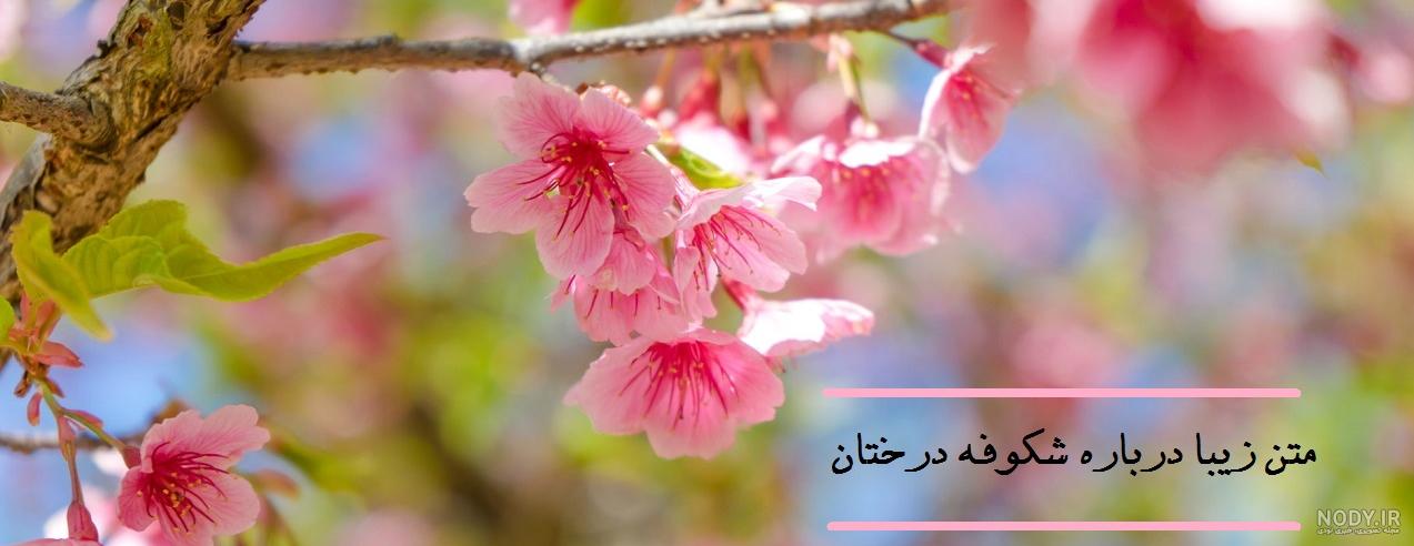 شعر شکوفه شاملو