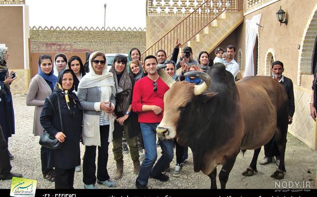 صدای گاوی صدای گاوی