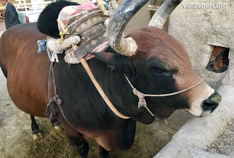 عروسک گاوی عروسک گاوی