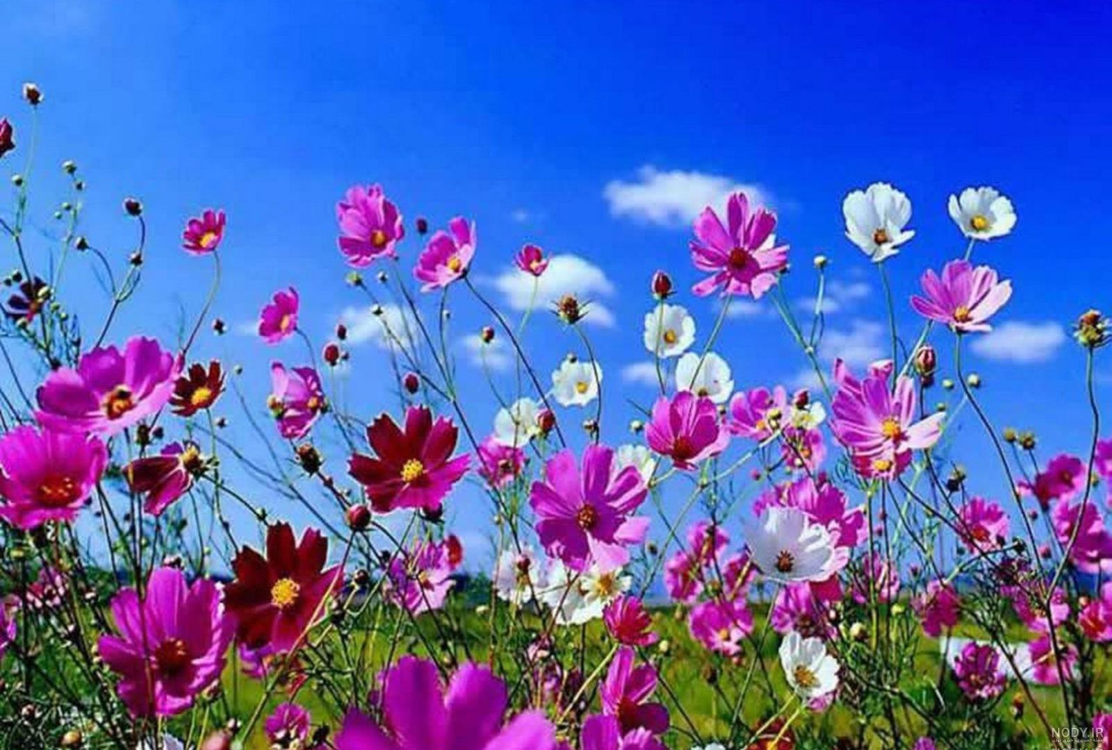 عکس بهاری دخترانه عکس بهاری دخترانه