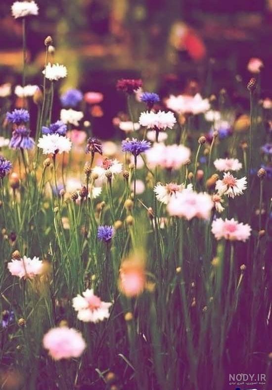 عکس بهاری عاشقانه عکس بهاری عاشقانه