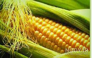 عکس ذرت برای نقاشی
