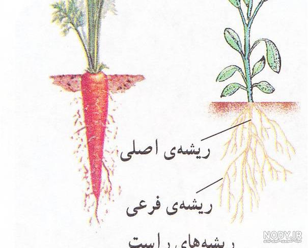 عکس ریشه گیاه ذرت