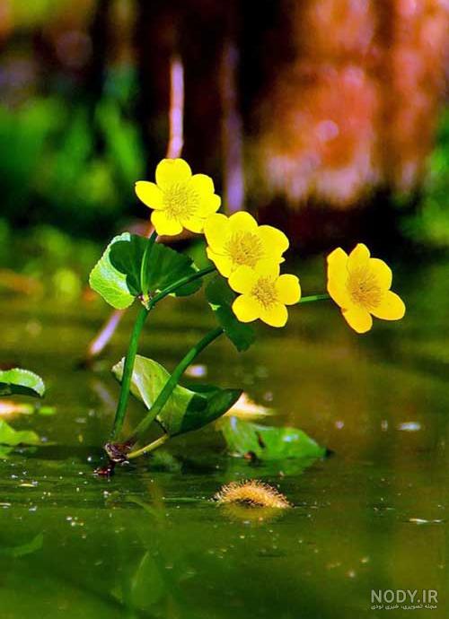 عکس زیبا زمینه عاشقانه