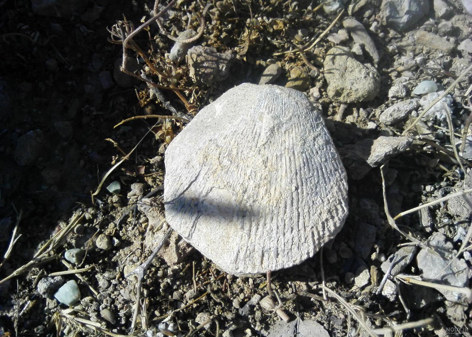 عکس صدف خوراکی عکس صدف خوراکی