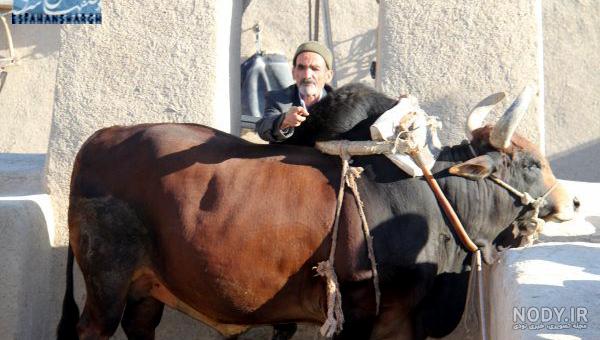 عکس گاو چاه ورزنه عکس گاو چاه ورزنه