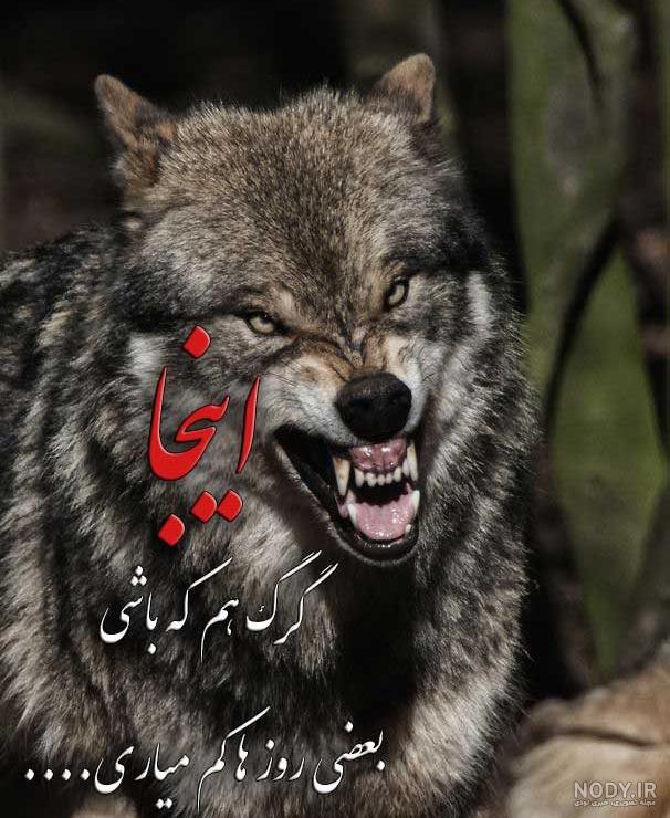 عکس گرگ زخمی