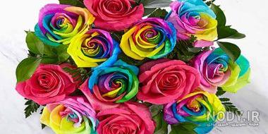 عکس گل رز زرد
