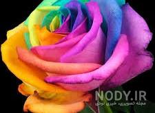 عکس گل های رز همه رنگ