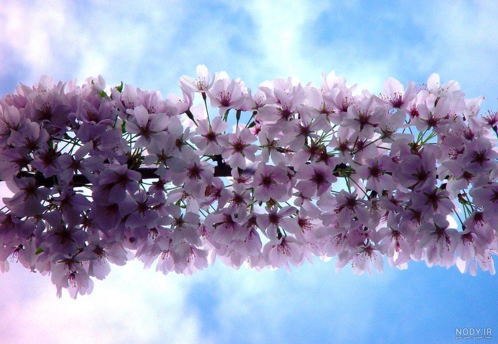 عکسهای خوشگل بهار عکسهای خوشگل بهار