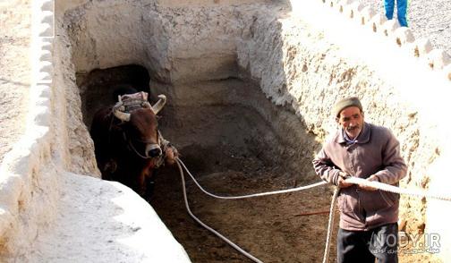لوکوز گاوی لوکوز گاوی