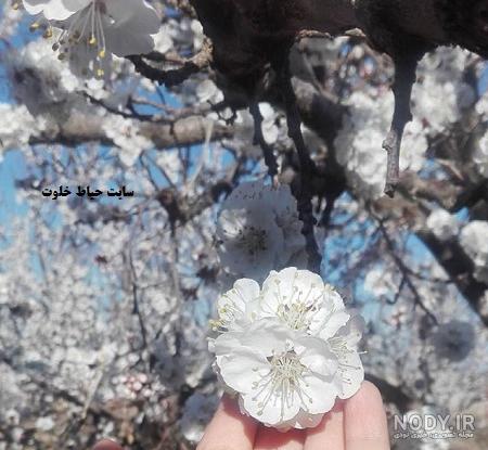 متن دنیای من تویی
