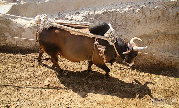 نشانه های جنون گاوی در انسان