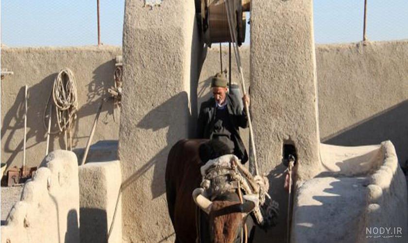 نژاد های گاو نژاد های گاو