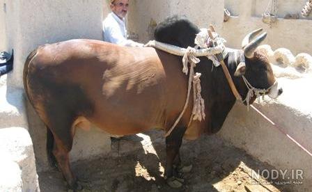 چاه شتر ورزنه چاه شتر ورزنه