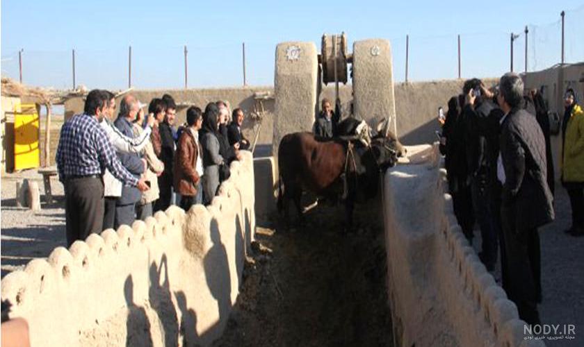 کارتون گاوی کارتون گاوی
