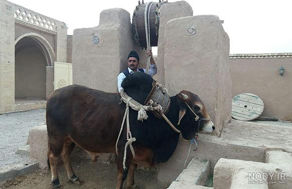 گاو اصفهان گاو اصفهان