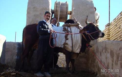 گاو چاه چیست گاو چاه چیست