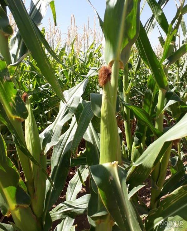 بهترین بذر ذرت برای مناطق گرمسیری