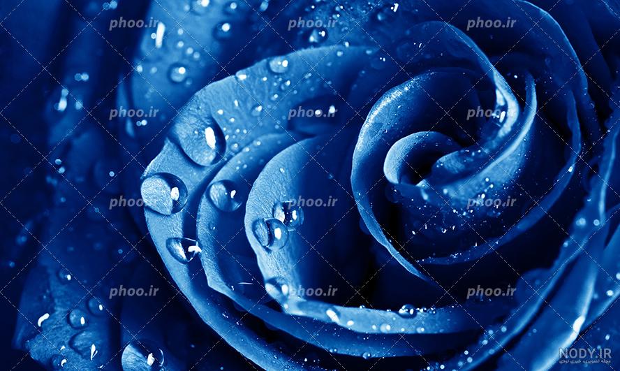 زیباترین عکس گل رز زرد زیباترین عکس گل رز زرد