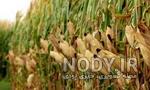 طرز تهیه ذرت مکزیکی با سوسیس