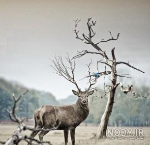 عکس آهو برای تصویر زمینه عکس آهو برای تصویر زمینه