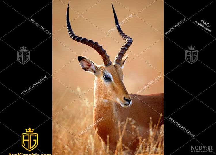 عکس آهو بره عکس آهو بره