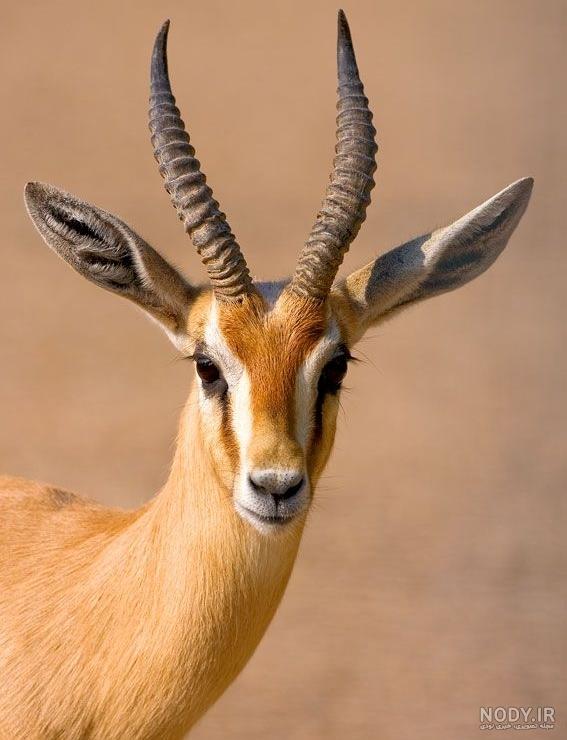 عکس بچه آهو عکس بچه آهو
