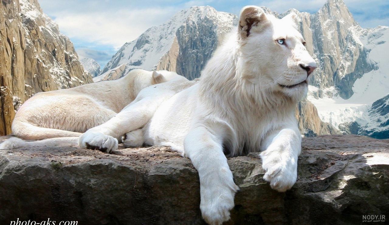 عکس شیر سفید برای تصویر زمینه