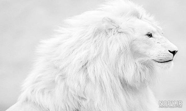 عکس شیر سفید برای پروفایل
