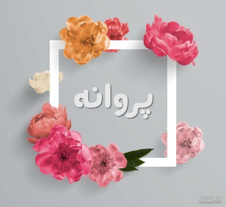 عکس پروانه واقعی عکس پروانه واقعی