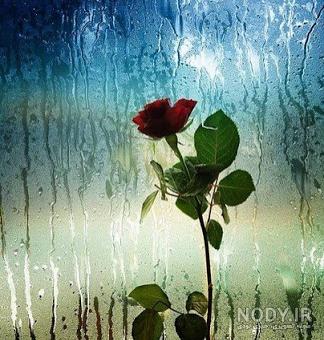 عکس گل نوشته دار عکس گل نوشته دار