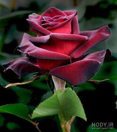 عکس گل های زیبای جهان عکس گل های زیبای جهان