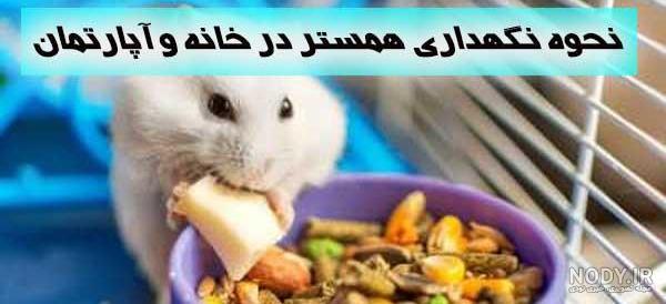 غذای اصلی همستر چیست