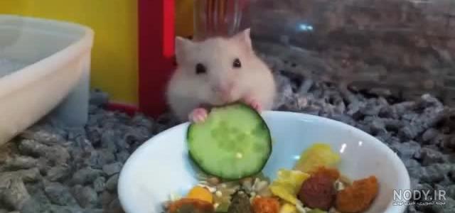غذای همستر خانگی چیست