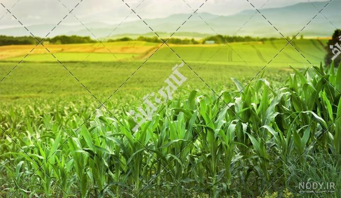 قیمت هر کیلو بذر ذرت علوفه ای