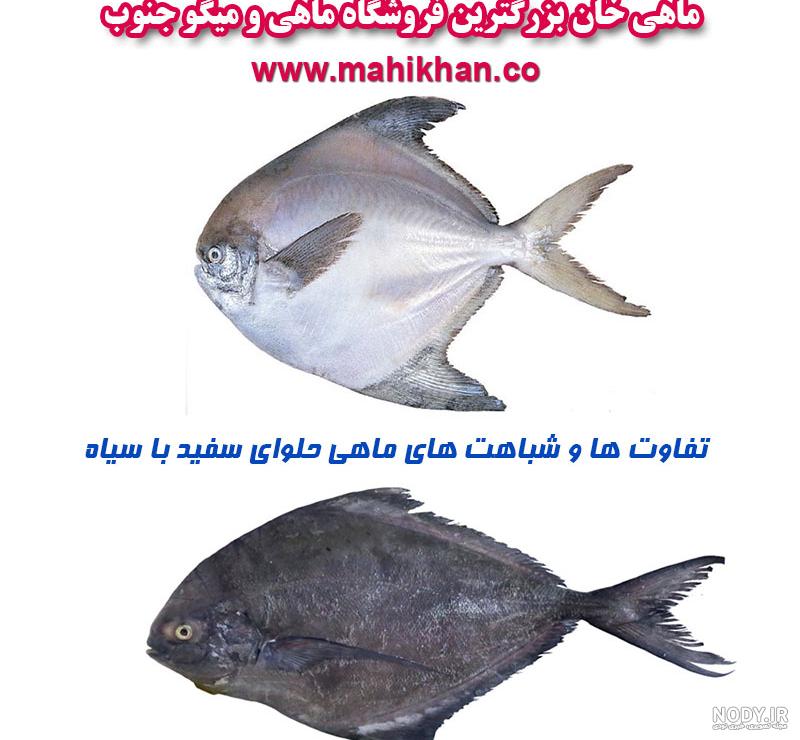 ماهی های دریای خزر ماهی های دریای خزر