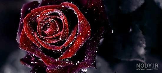 معنی گل رز زرد معنی گل رز زرد