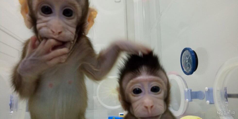 🐒معنی