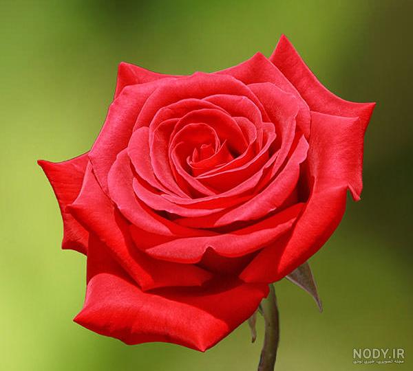 باکس گل رز زرد باکس گل رز زرد